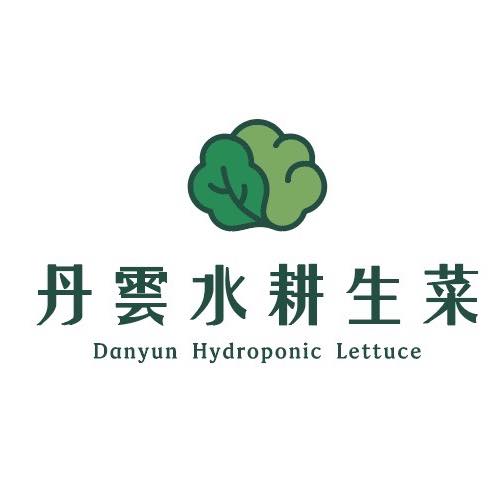丹雲水耕生菜